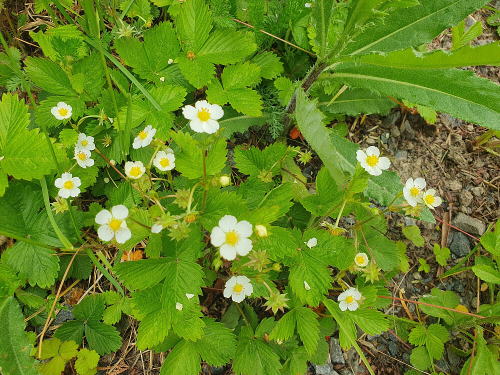 Jordbærblomst