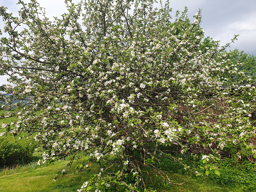 Epletreblomstring i hagen hos Sigrid 