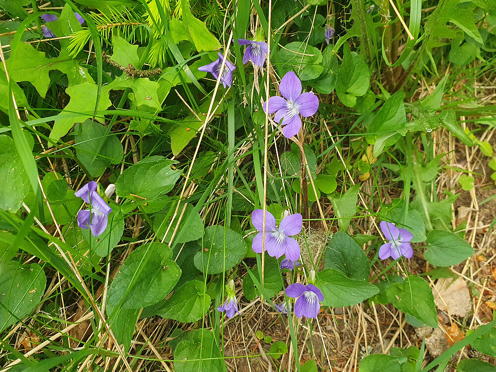 Skogfiol