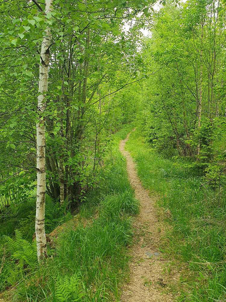 Løytnantstien