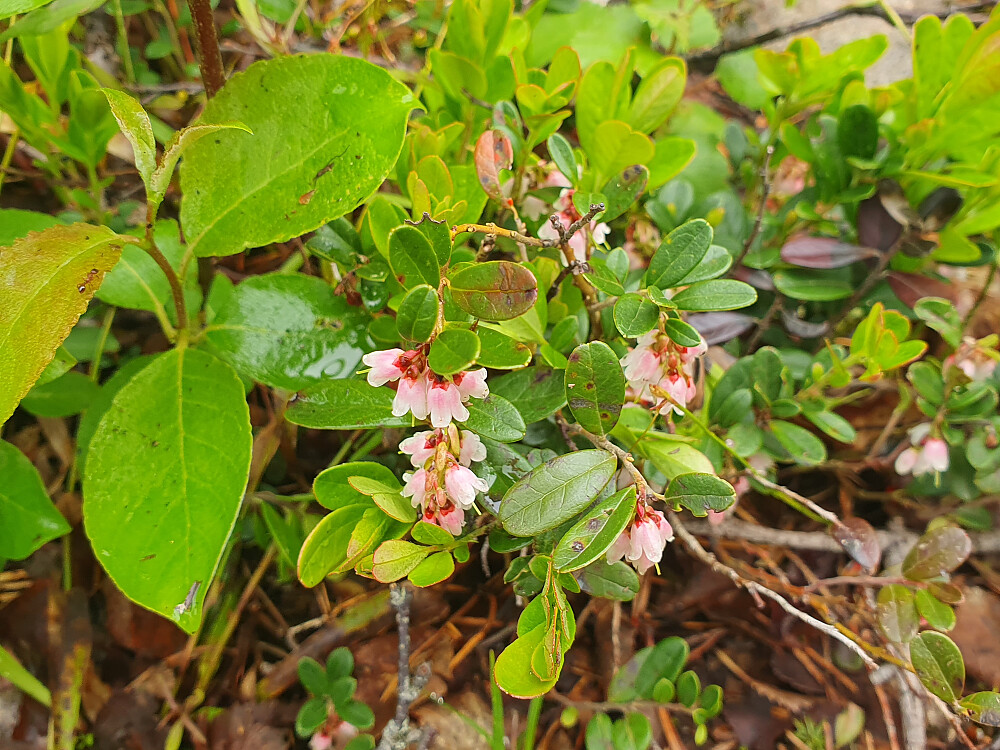 Tyttebærblomst 
