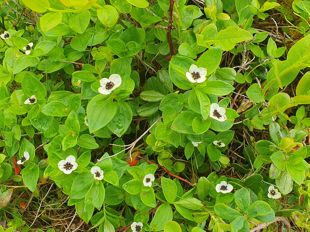 Skrubbærblomst 