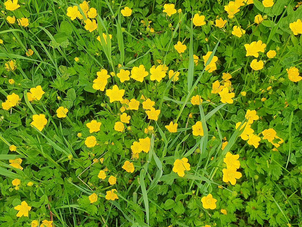 Smørblomst