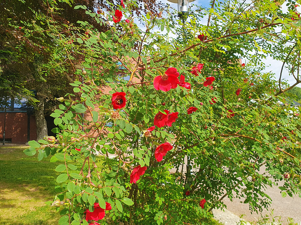 Chateauparken
