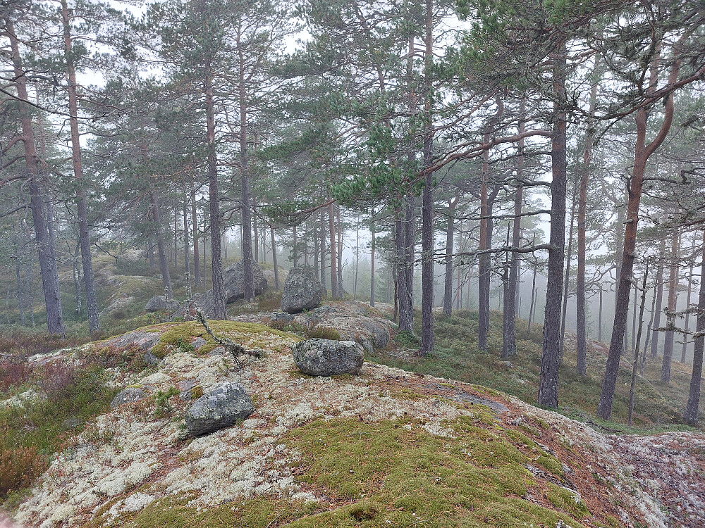 Toppunktet i skogen