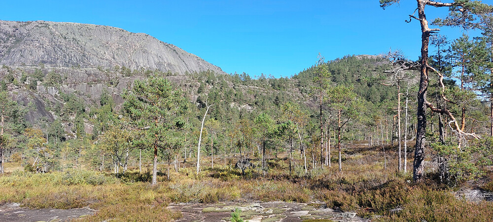 Måfjell og Furunustern