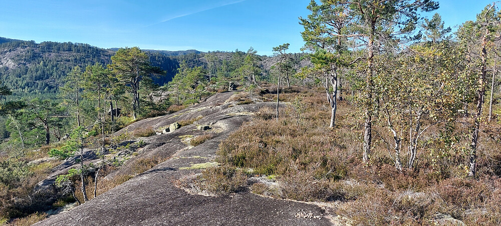  Reinsfossheia