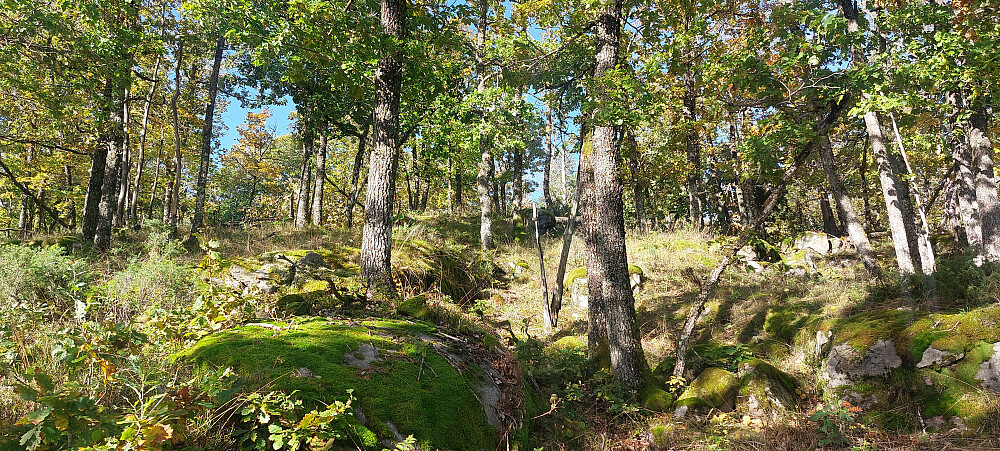 Eikeskog opp lia til toppen