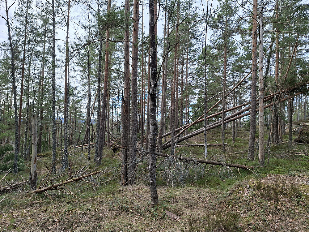Høst stormen Amy har tatt godt på Åletjennkollen