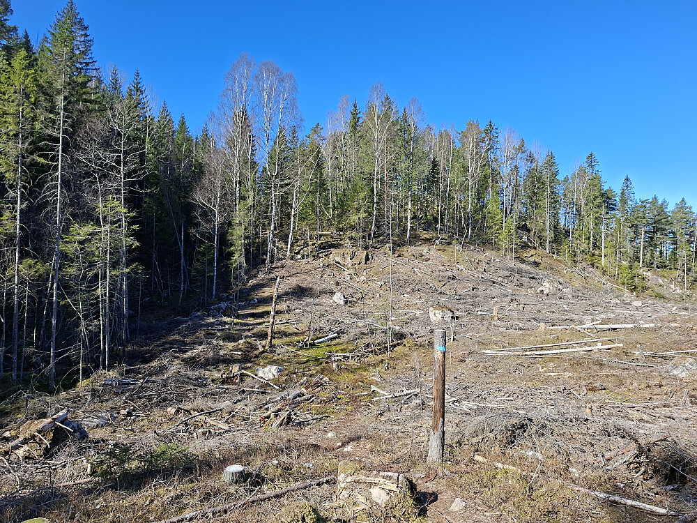 Hogstfeltet passeres. Tydelig merket
