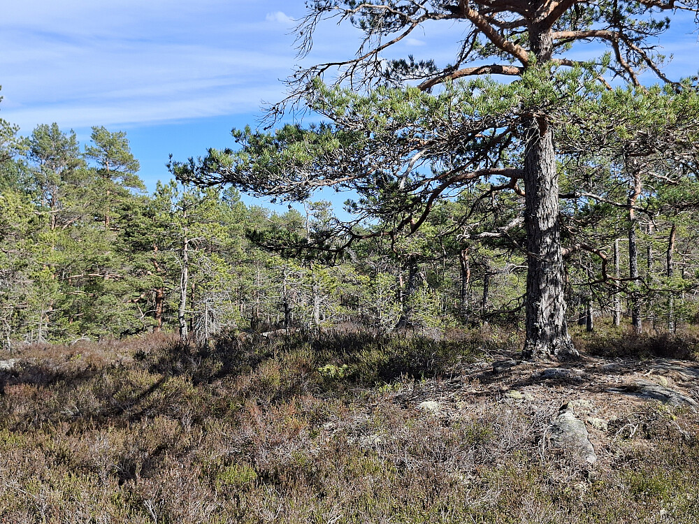 Dalskufjell toppområde