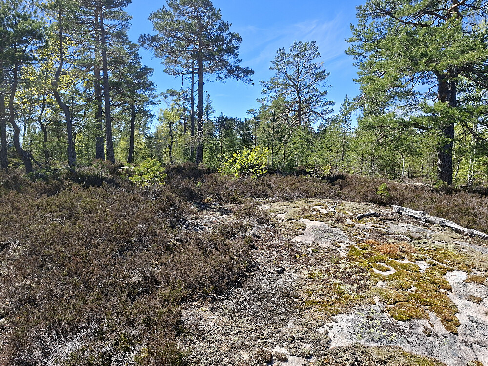  Toppunkt Langelandskollen