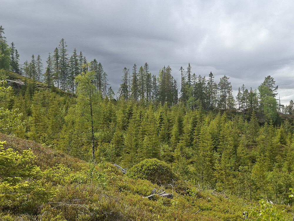 Tett granskog med masse løvkratt opp mot ryggen