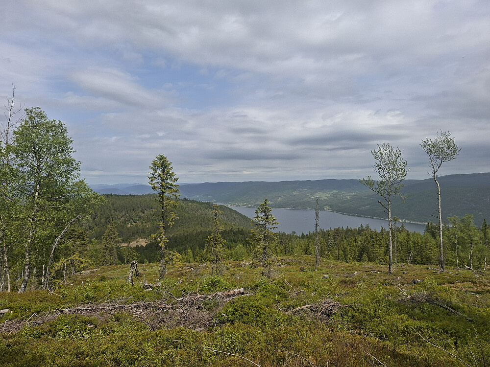 Ned hogstfelt mot Vikfjell