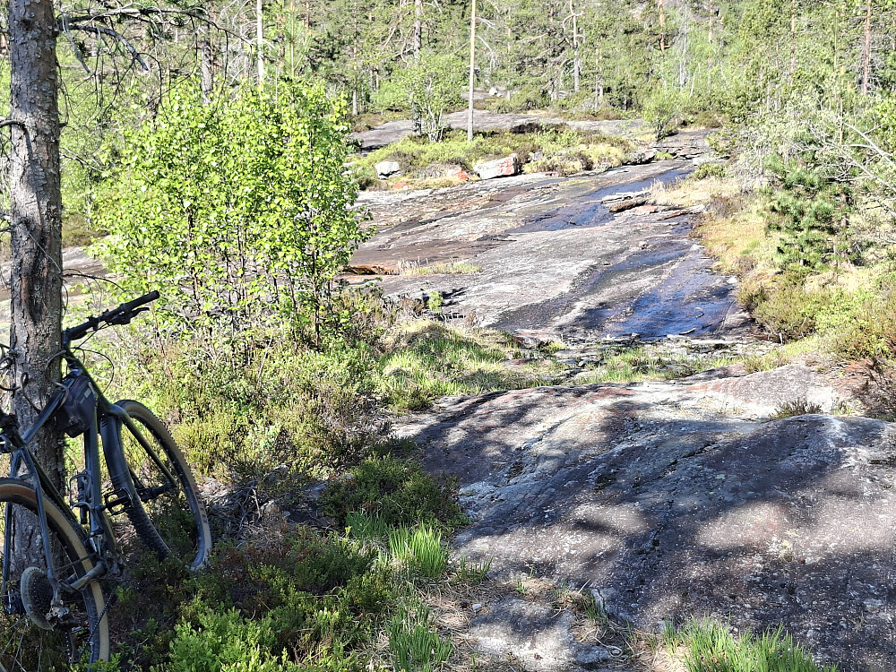 Fortsatte på sva opp til skogbeltet
