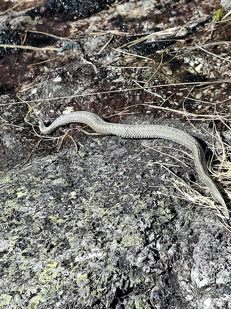  Denne lå og varmet seg midt på stien