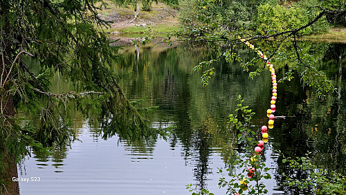 Hvalsdammen