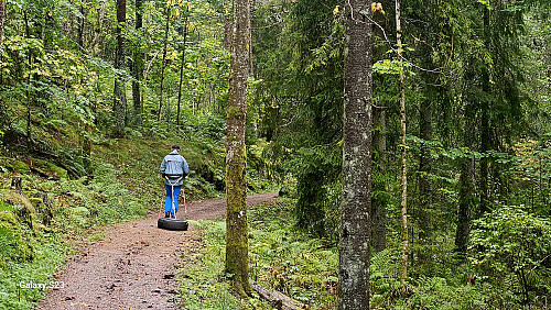 Dekktrekking i Hamborgstrømskogen