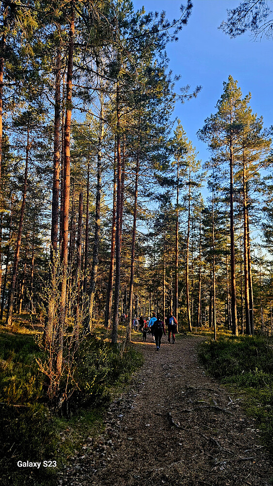 Vakker furuskog i Overlia