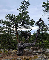 Tom3041_20260513_6a0415c47be43.jpg