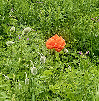 Tom3041_20260603_6a1fe292a1a26.jpg