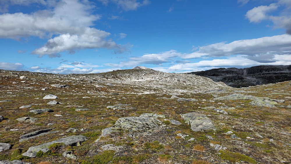 Neådalssnota stikker frem.
