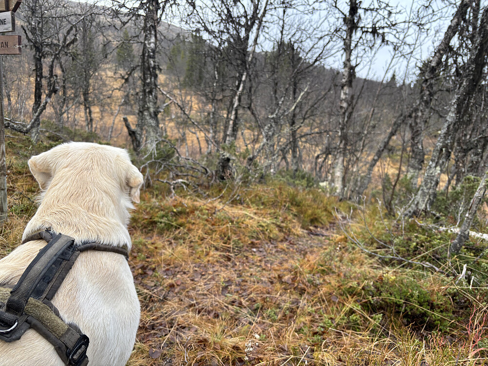 Storm speider oppover fra Ongsjølia