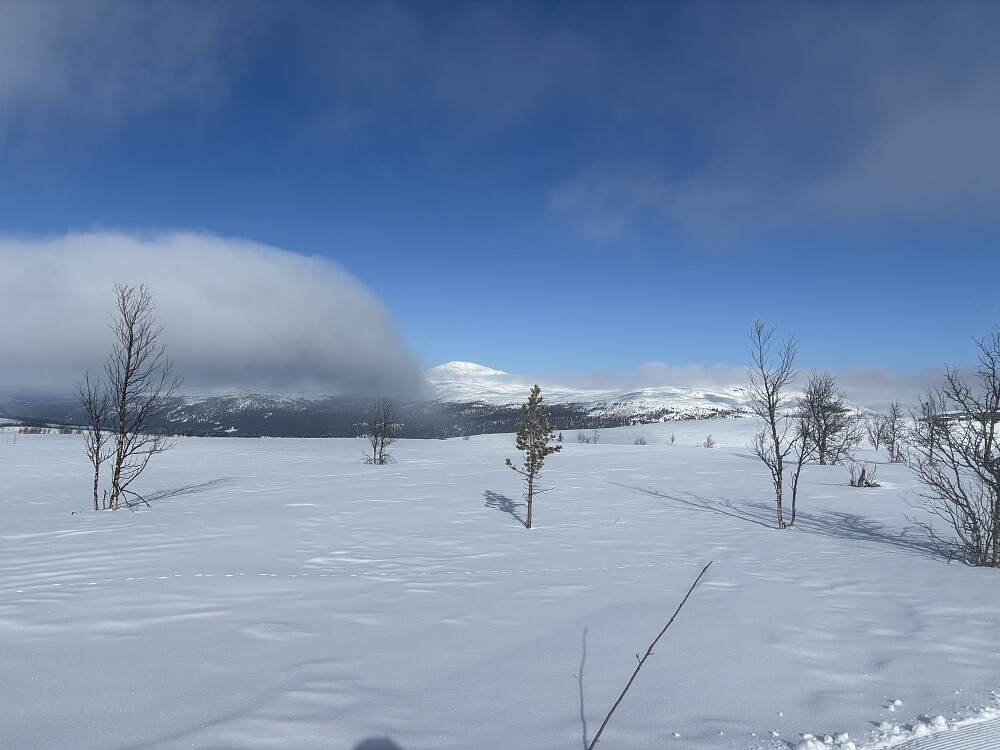 Utsikt mot Gråhøa fra flatene før bratta opp mot Leppskardet