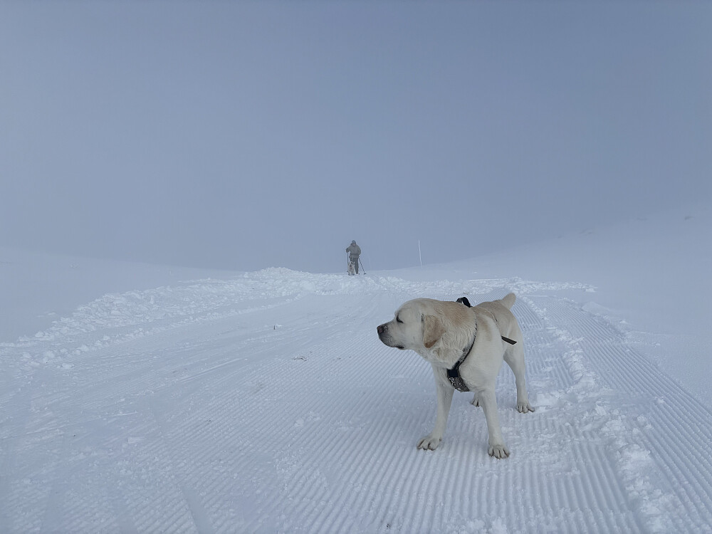 Tåke og vind i Leppskardet