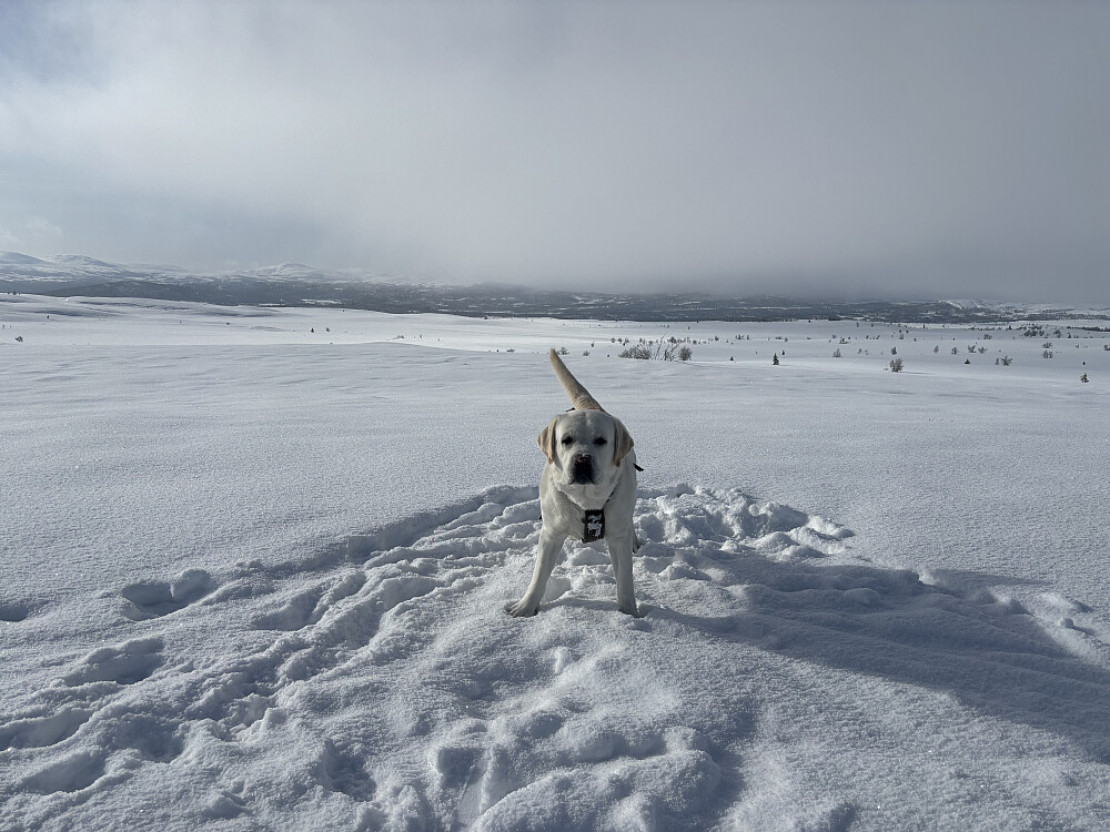 Storm på Storhaugen