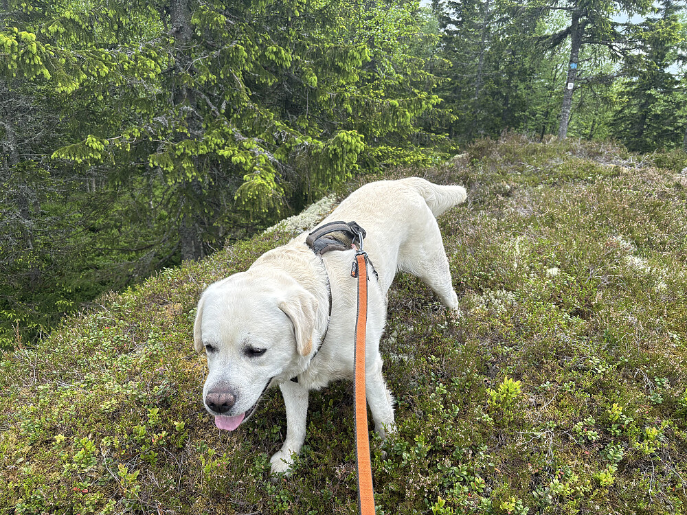 Storm på Brandhaugen, kjedelig skogstopp.