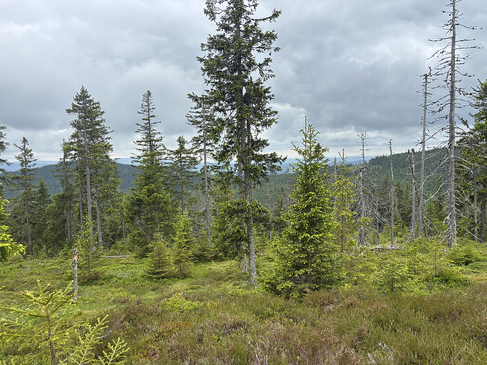På Kaparalen