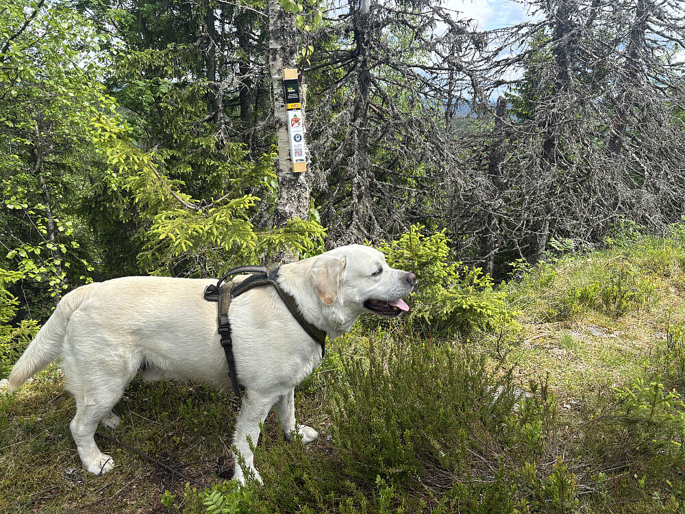 Storm på Randsberget