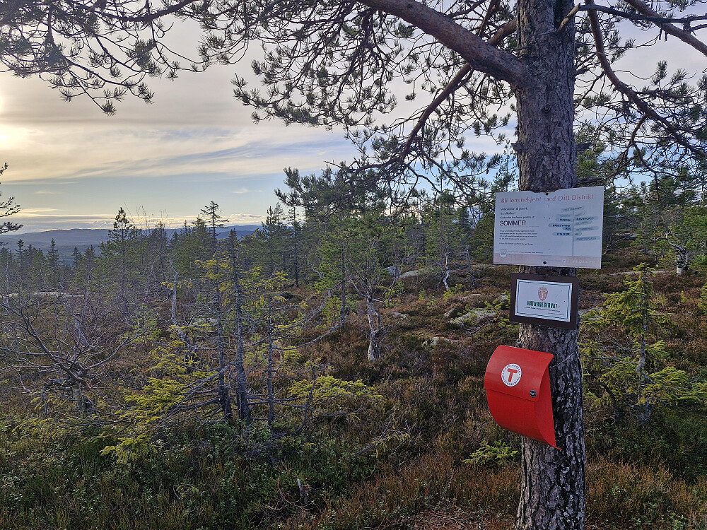 Rundkollen østre