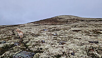 Rostro_20260607_6a24da5d7e841.jpg