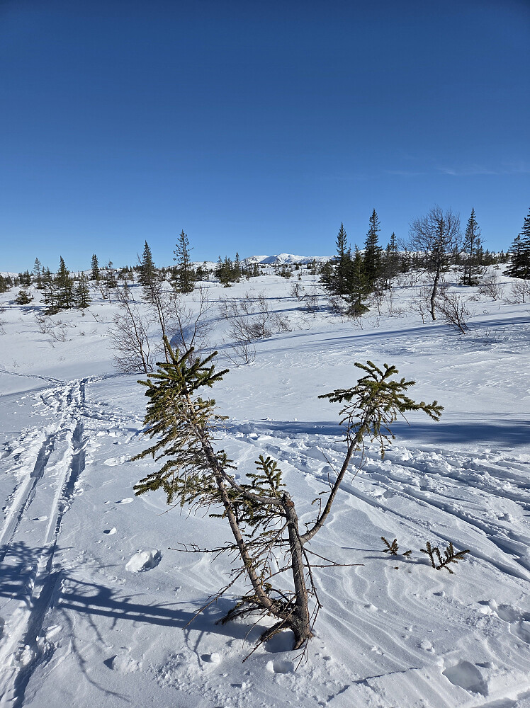 Åpent og fint område. Her fra gapahuken ved Stentjennlia
