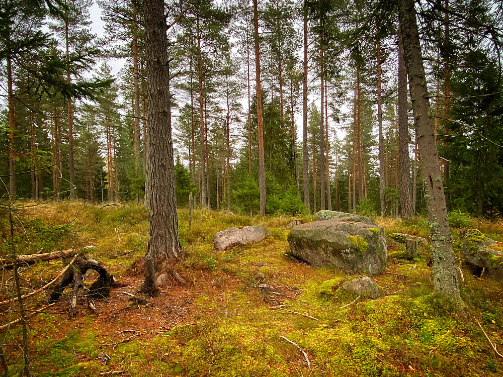 Mærramyrhøgda