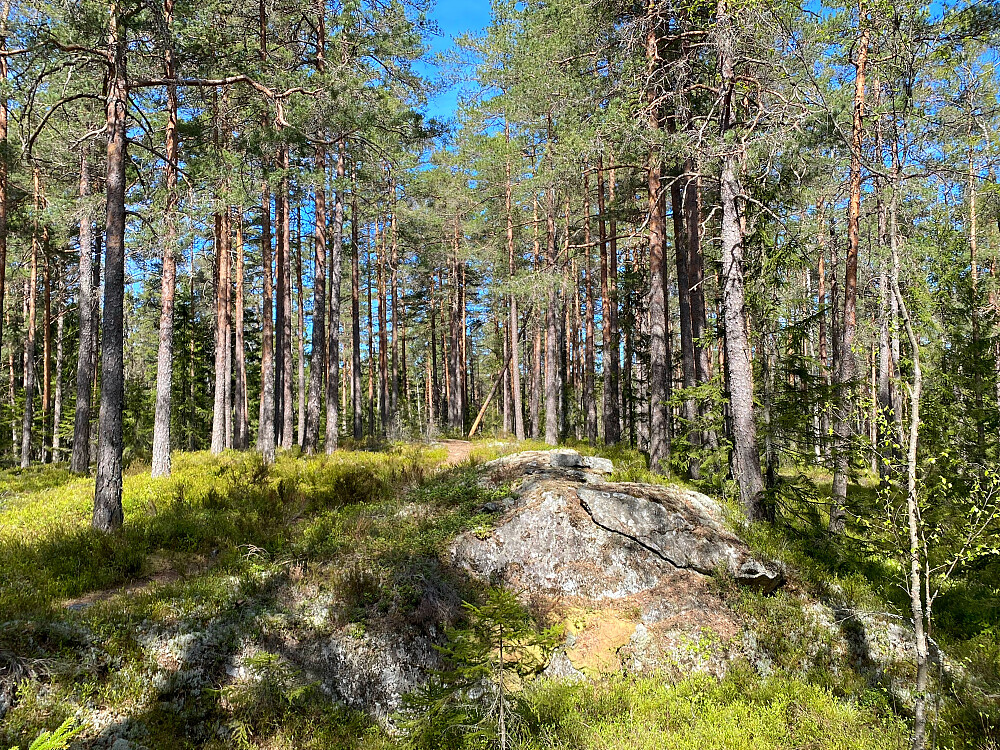 Sørspinneren
