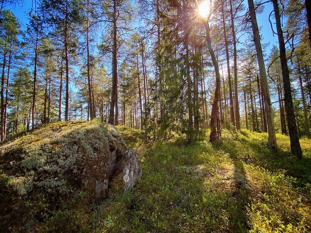 Rulleåsene