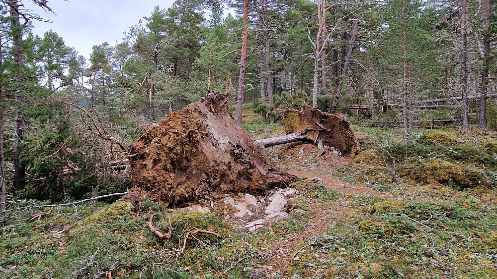 Fleire 10-tals rotvelte og knekte tre etter stormen i haust.