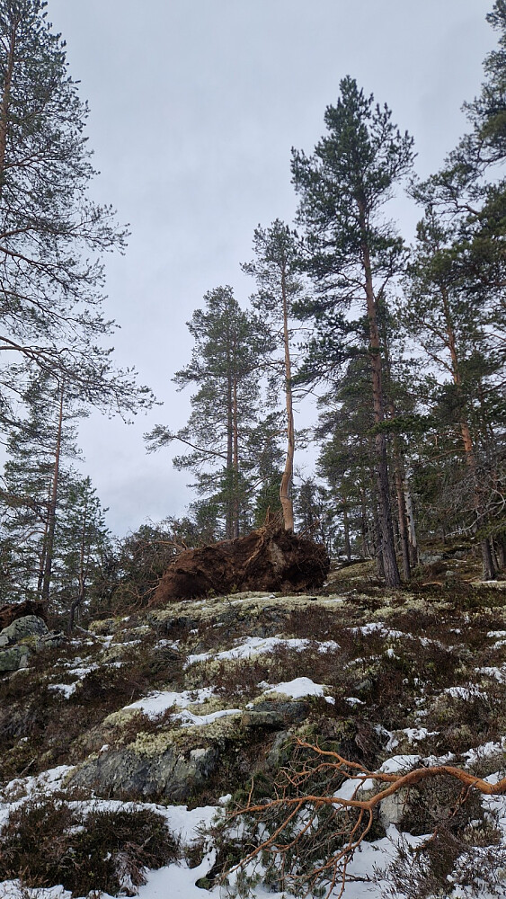 6-7 furutre hadde velta like under toppen etter Amy-stormen i haust. Denne står framleis oppreist, men...