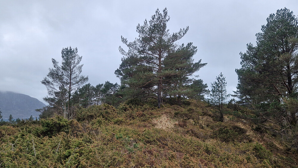 Toppen var 40 meter forbi denne også.