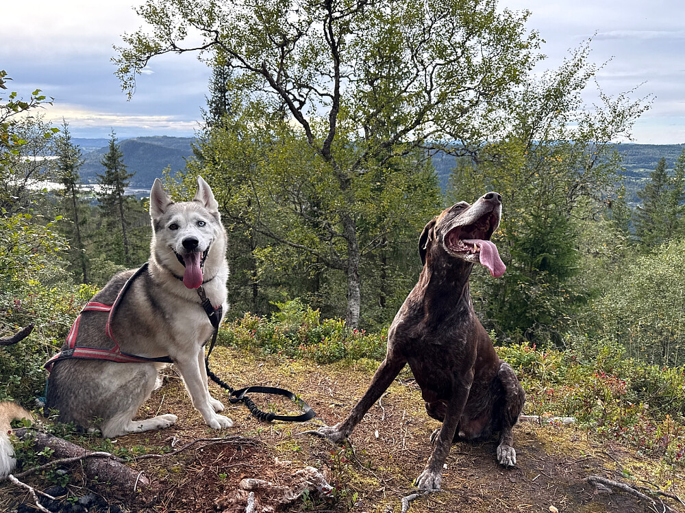 Gutta på topp