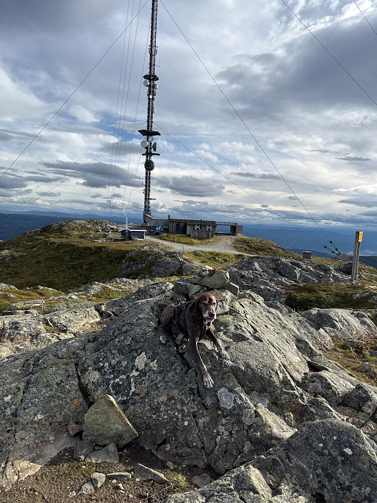 Toppvarden
