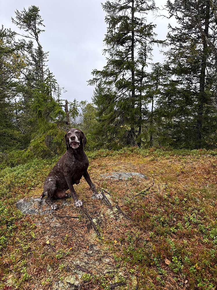 Våttåsen
