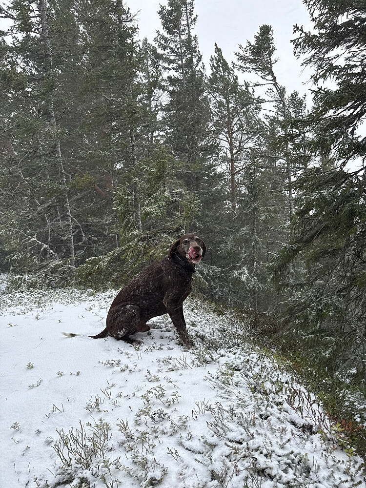 Et lite snødryss settes pris på