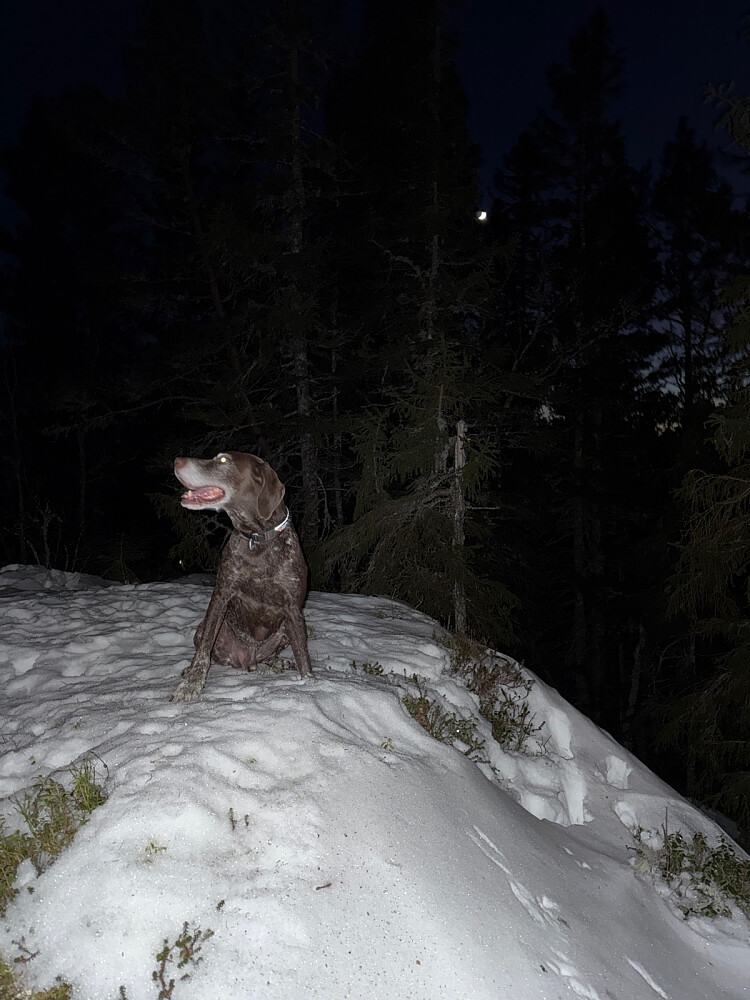 Tynn måneskalk bak trærne