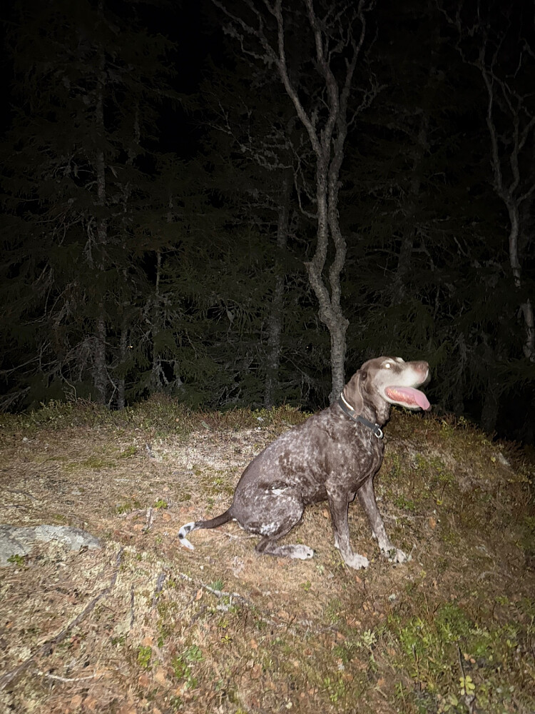 Snartur oppom toppen