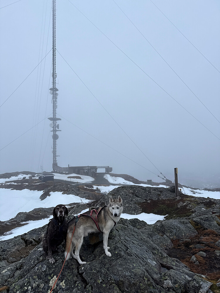 Gutta ved toppvarden
