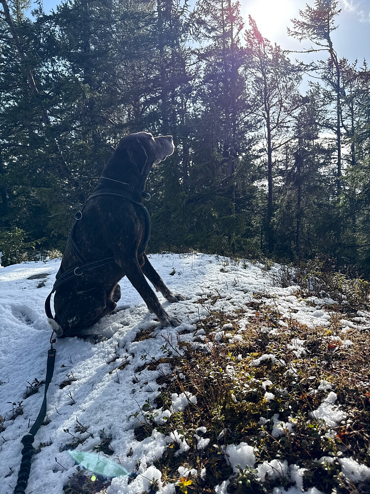 Atlas er turkompis #1